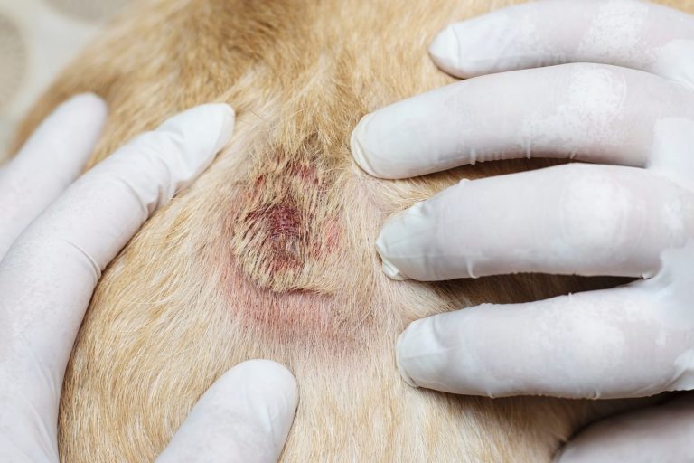 What Does A Ant Bite Look Like On A Dog?