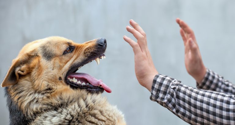 Can You Sue For A Minor Dog Bite In California?