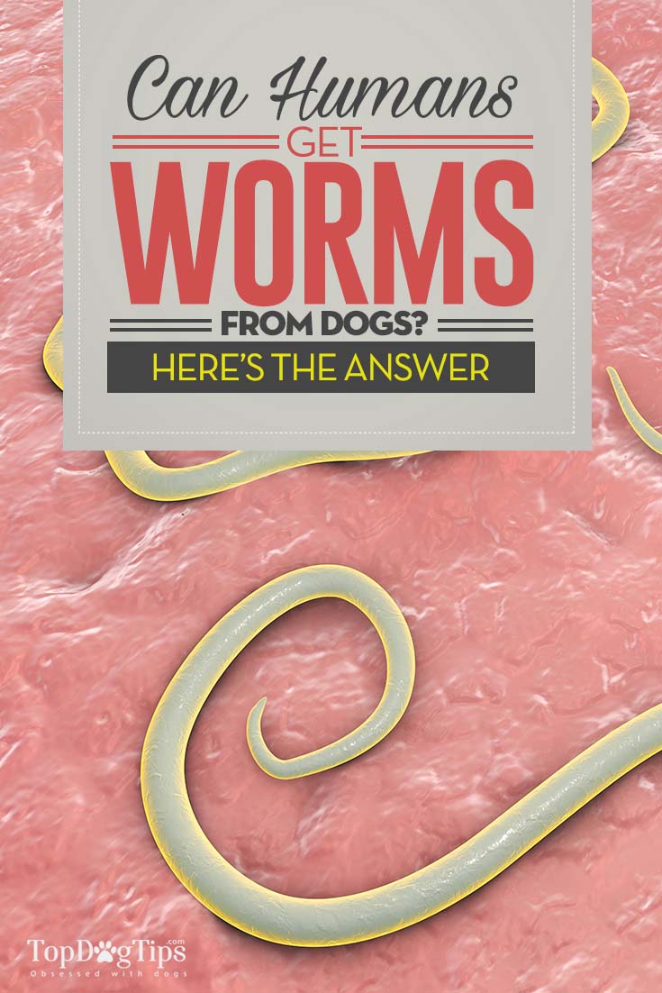 can-you-get-worms-from-a-dog-bite