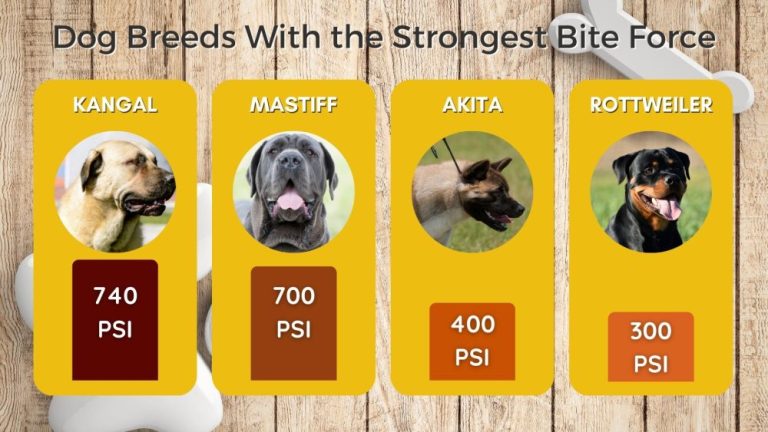 What Dog Breed Has The Strongest Bite?