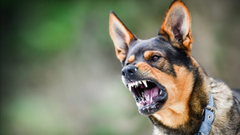 12 Questions To Ask A Dog Bite Attorney During A Consultation