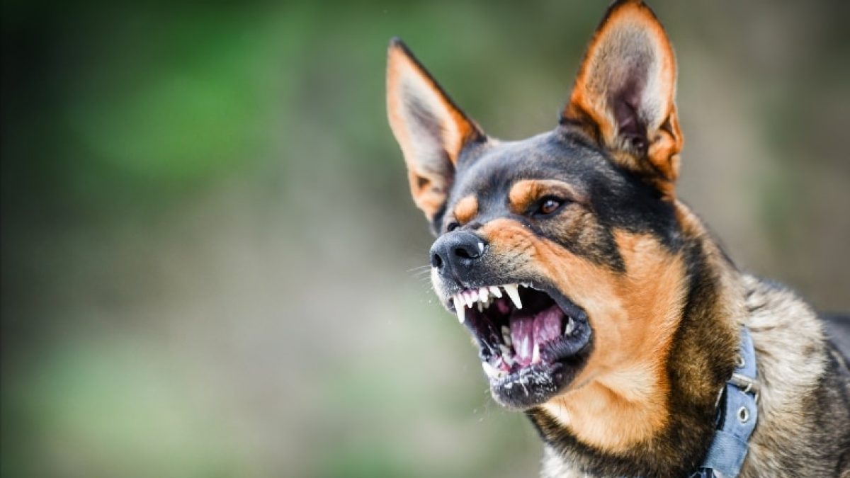 Dog bite lawyer 1200x675 1