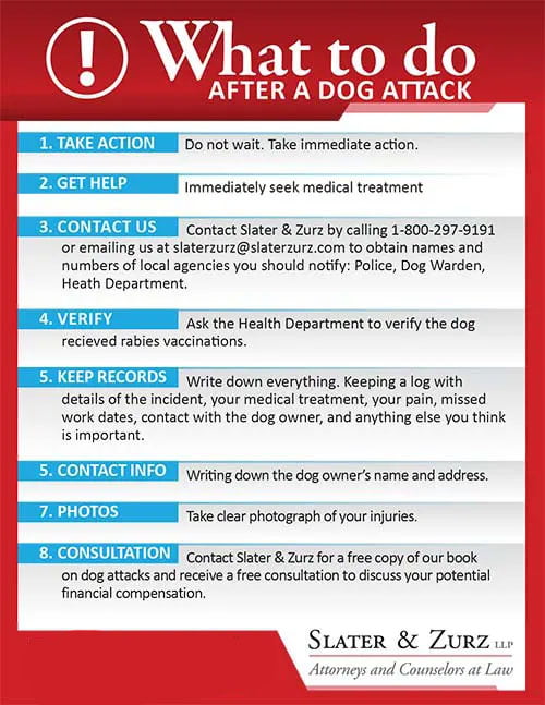 5 Important Steps To Take After A Dog Bite Incident