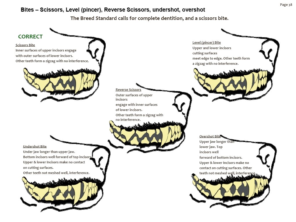 bernesemountaindogteethbites