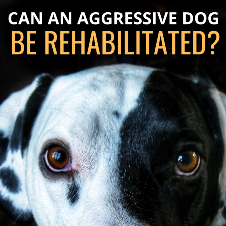 Can A Dog Who Bites Be Rehabilitated?