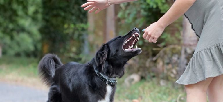 Can You Trust A Dog After It Bites?