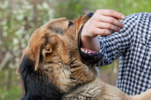 dog bite risk factors blog