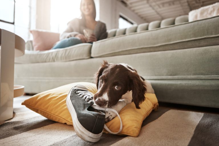 Why Do Dogs Bite Shoes?