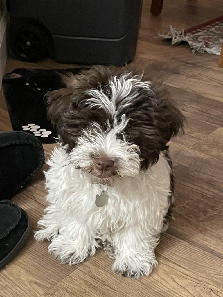 Do Havanese Dogs Bite?