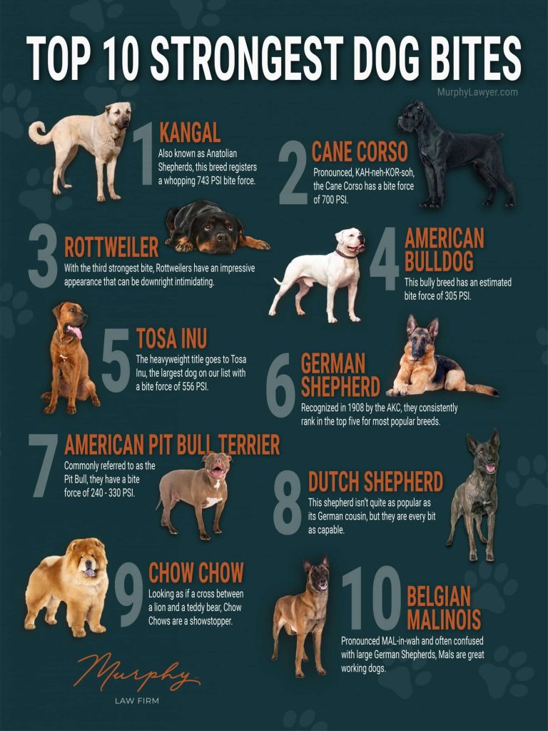 How Strong Is A Dogs Bite?