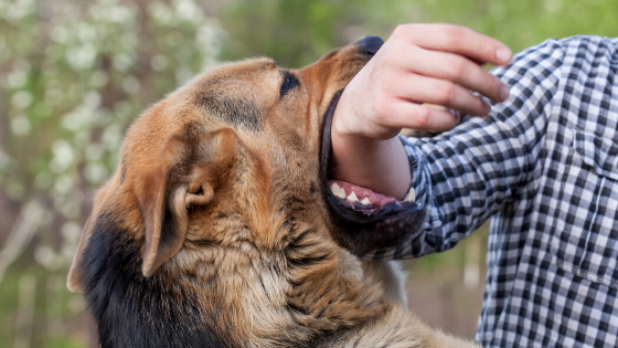 What Happens When A Dog Bite Is Reported In Virginia